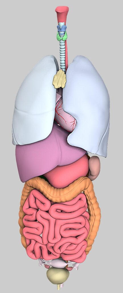 anatomy, organs, model-2539974.jpg