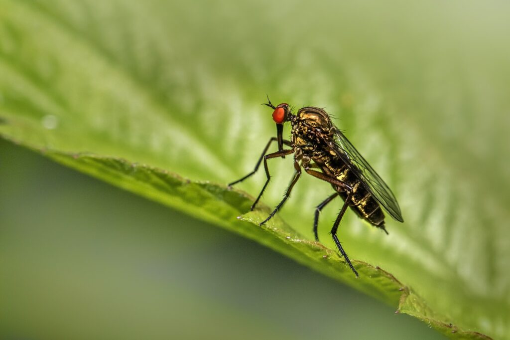 fly, robberfly, animalia-7848958.jpg